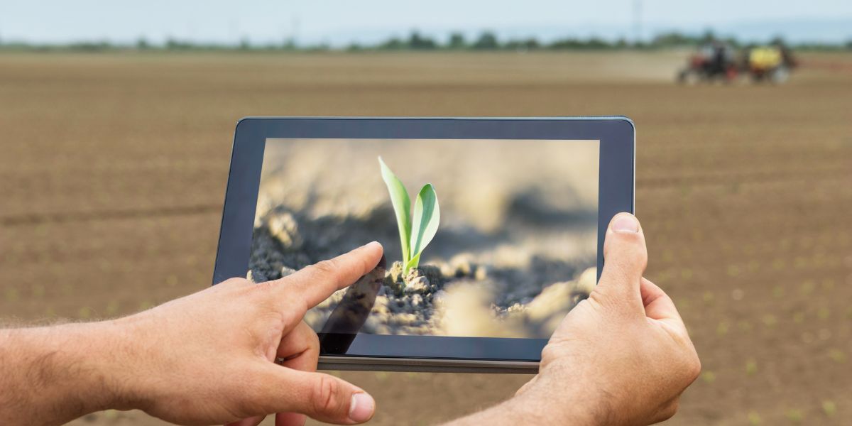 trtr (1) Campo de siembra con con tablet verificando la nascencia del cultivo